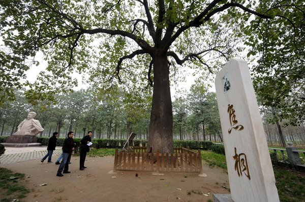 把泪焦桐成雨.jpg